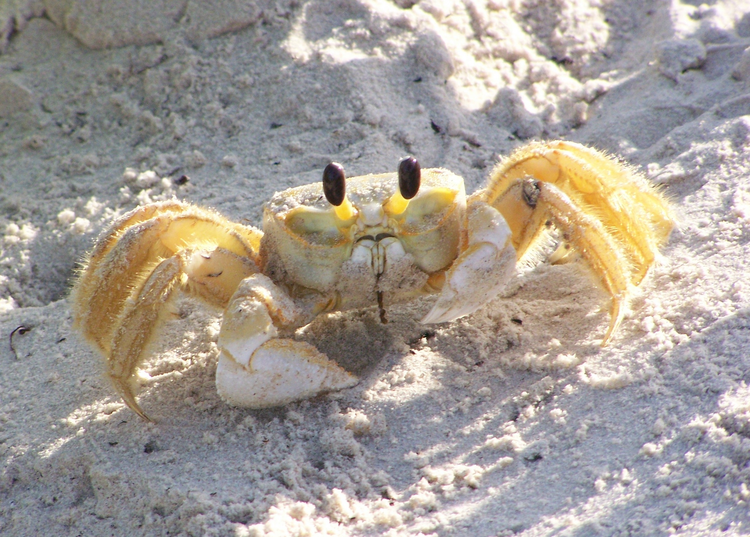  animal