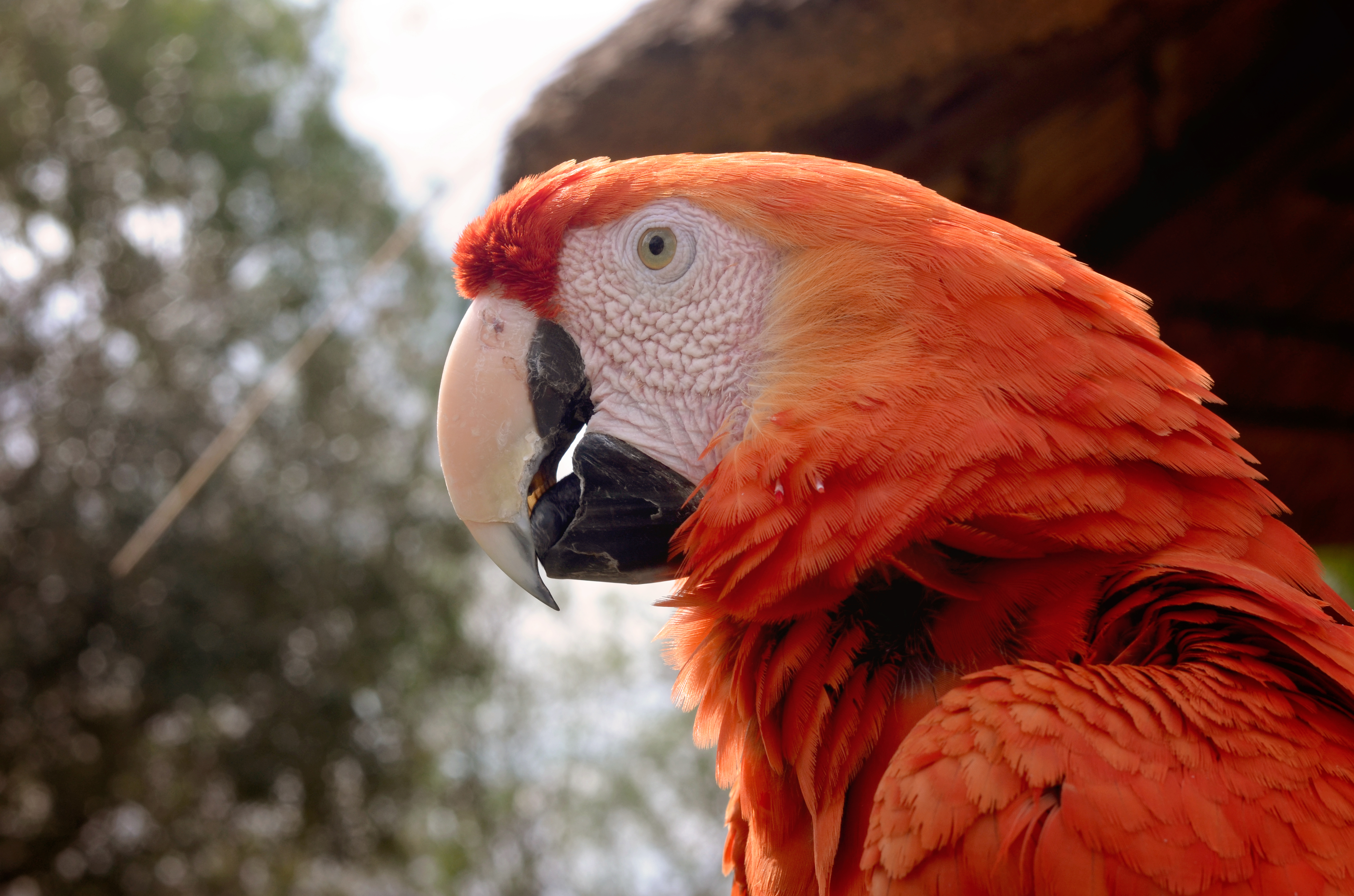  animal