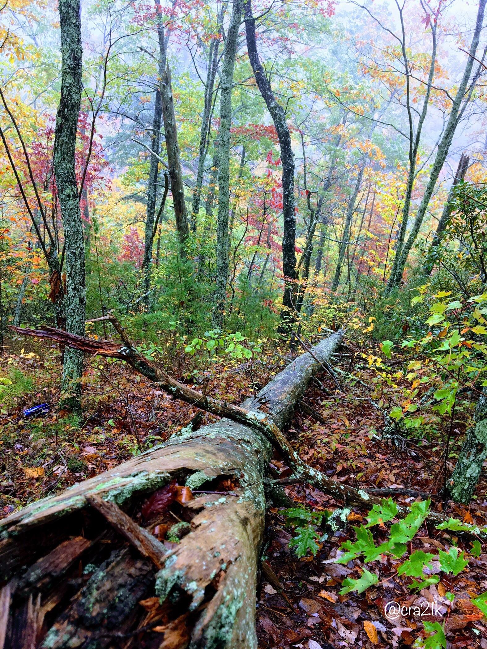 forest
