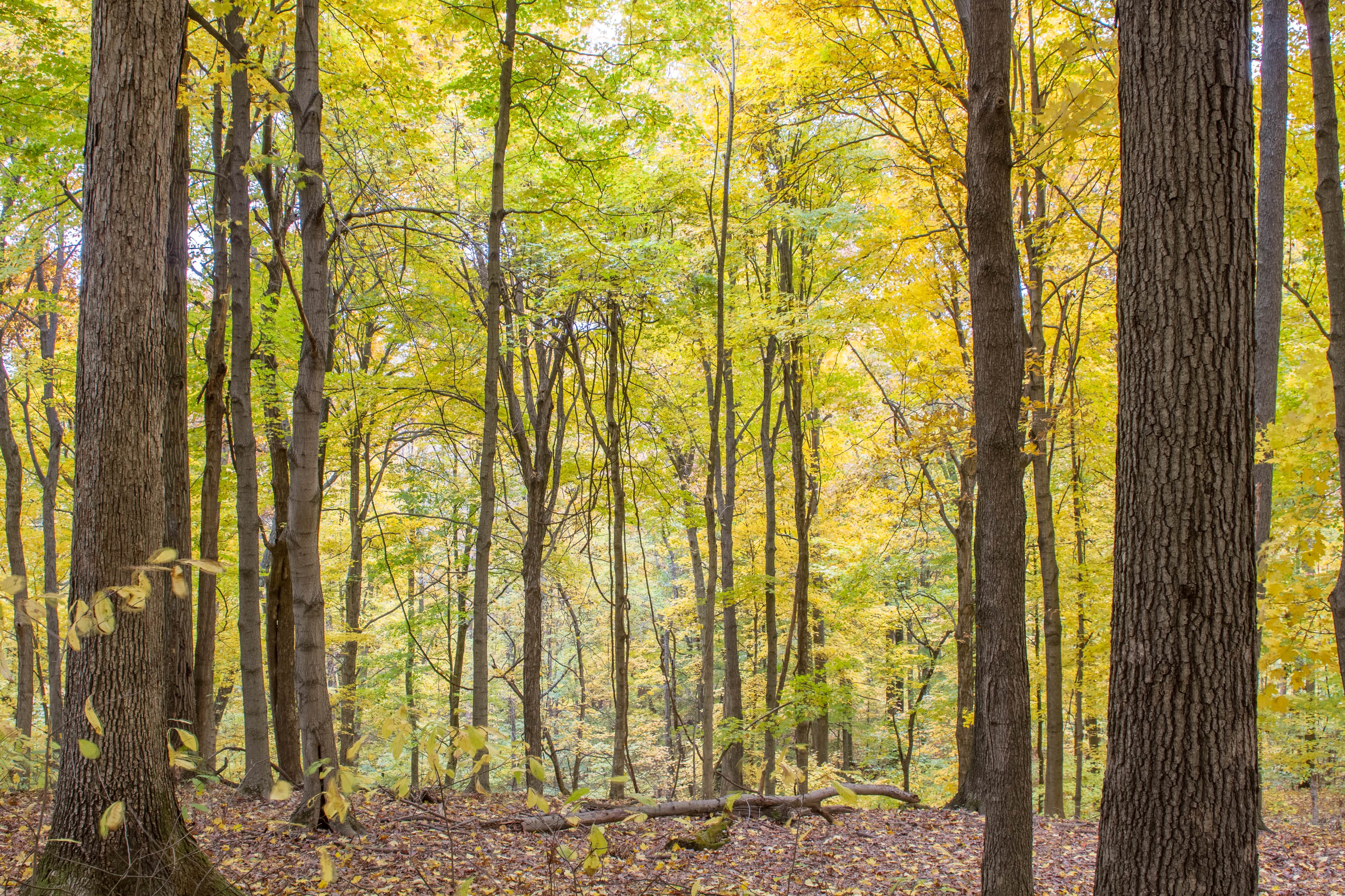 forest