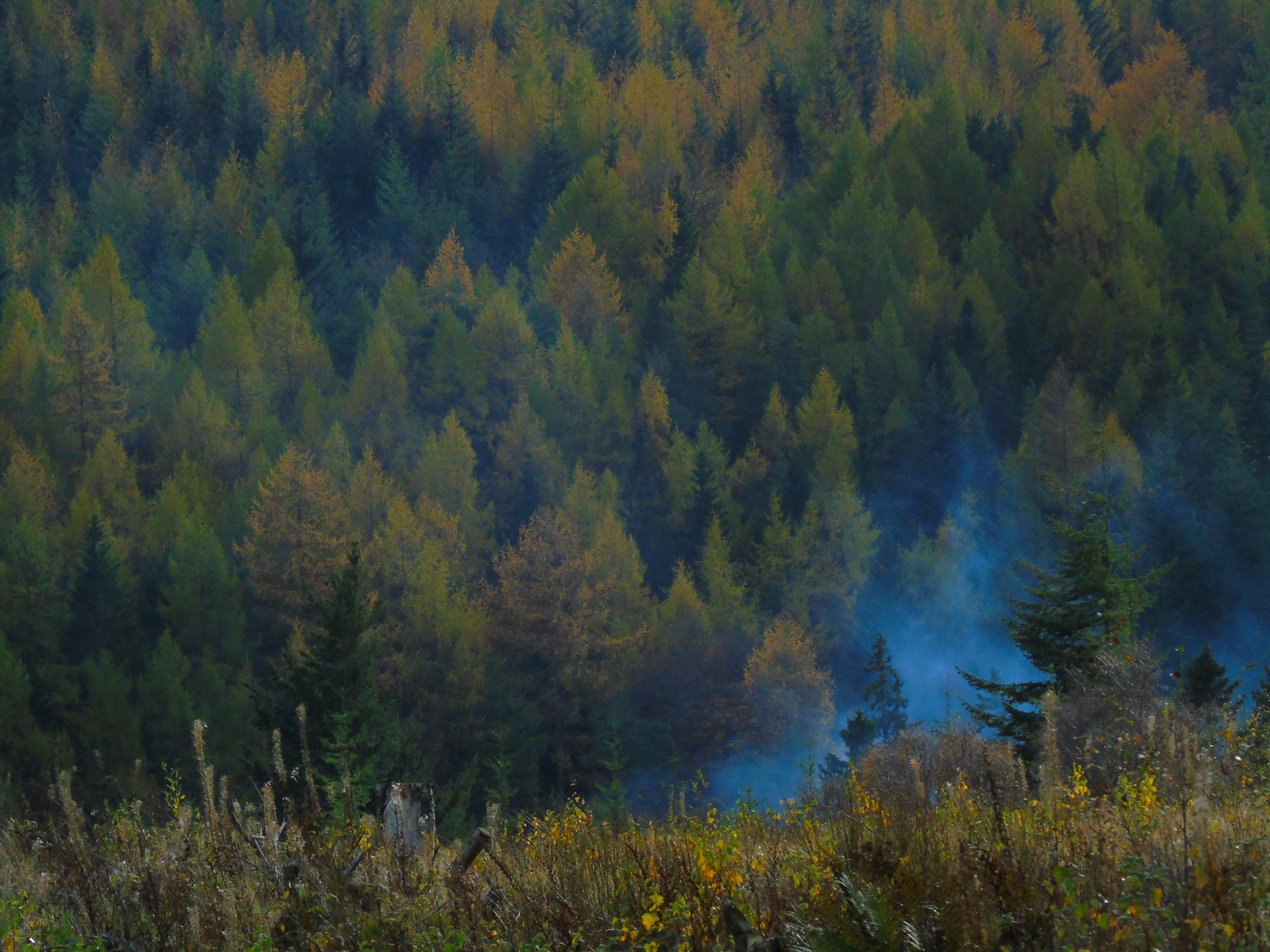 forest