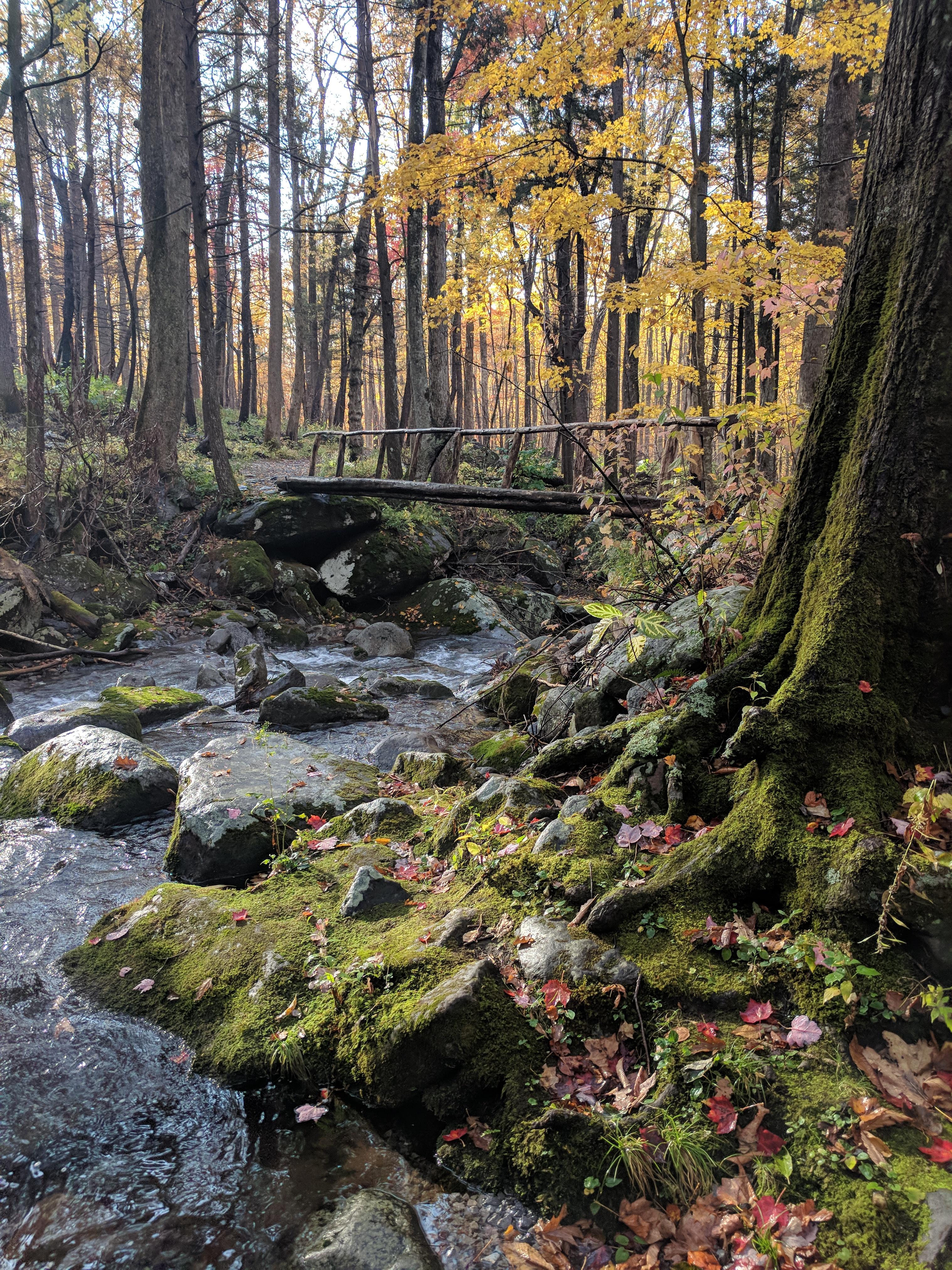 forest