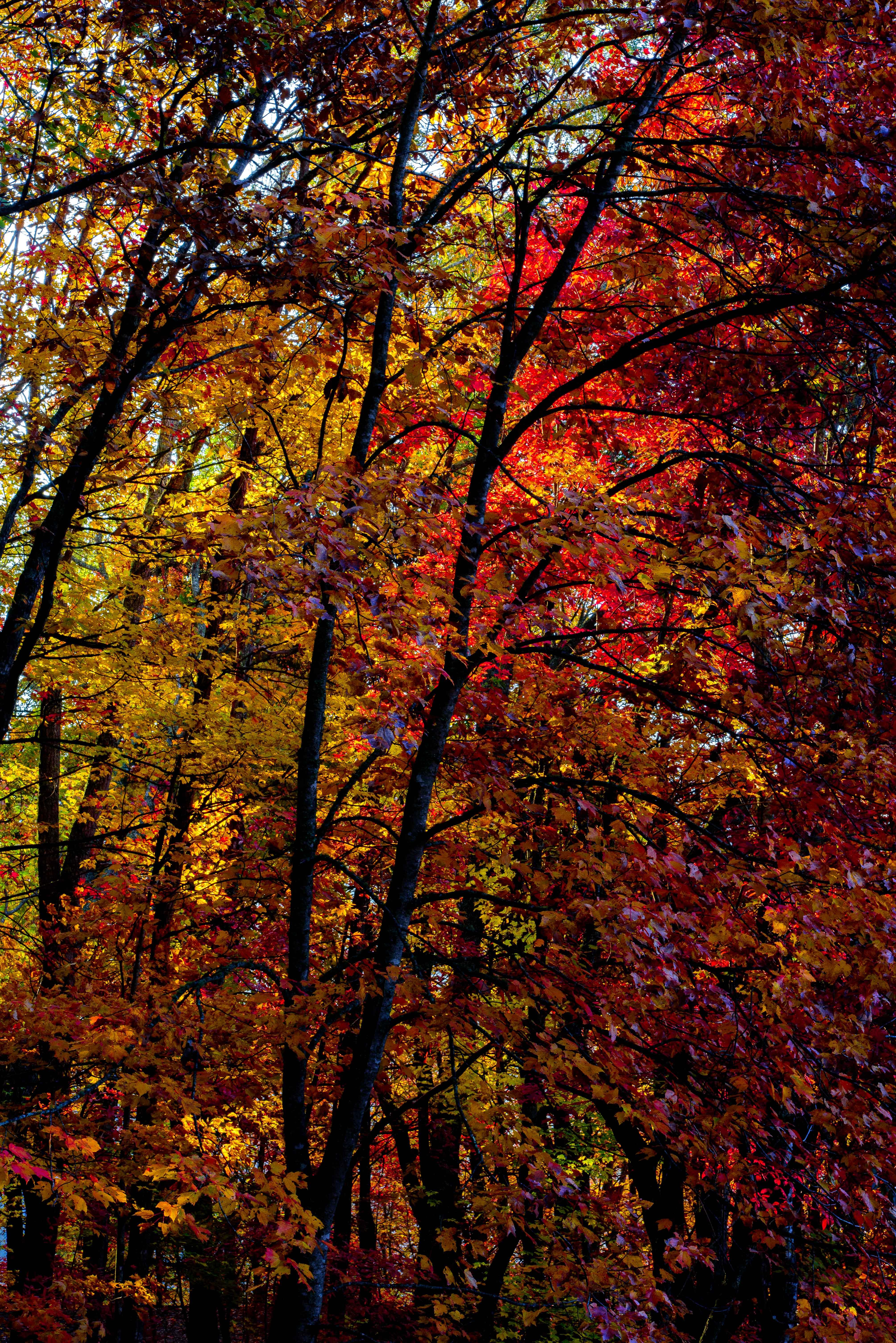forest