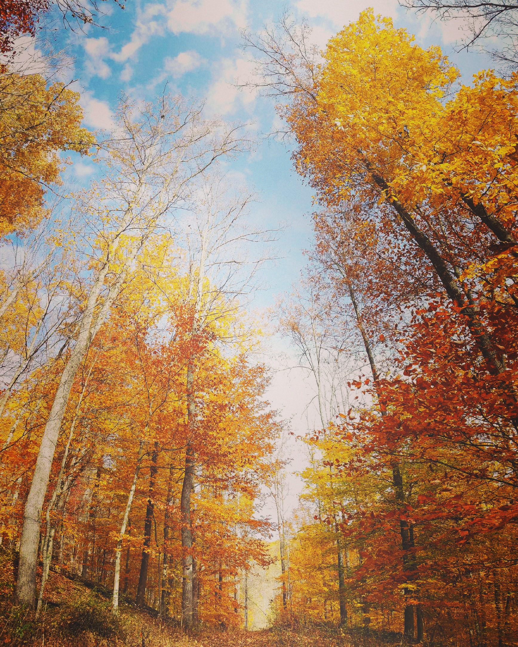 forest